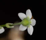 Summer spurge